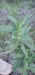 Salvia mellifera