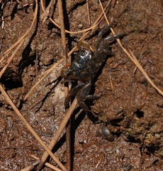 Parasesarma erythodactylum