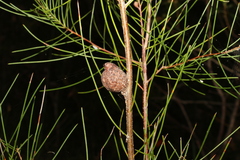 Hakea actites
