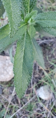 Salvia mellifera