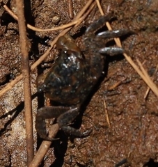 Parasesarma erythodactylum