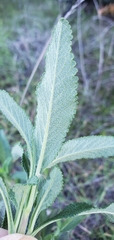 Salvia mellifera