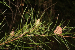 Hakea actites