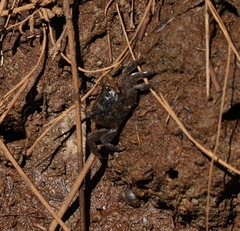 Parasesarma erythodactylum