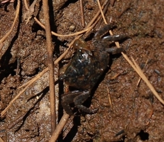 Parasesarma erythodactylum