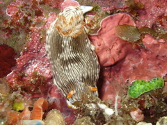 Chromodoris quagga