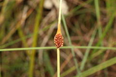 Chorizandra cymbaria