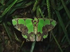 Agathia arcuata
