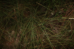 Chorizandra cymbaria