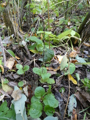 Pyrola rotundifolia