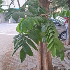 Spathodea campanulata