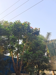 Spathodea campanulata