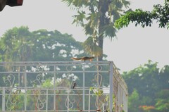 Callosciurus notatus