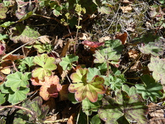 Alchemilla bungei