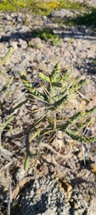 Cylindropuntia ramosissima