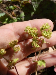 Alchemilla bungei