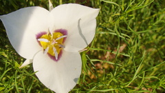 Calochortus