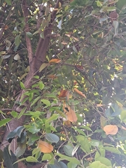 Lagerstroemia speciosa