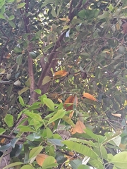 Lagerstroemia speciosa