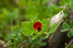 Lotus tetragonolobus