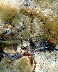 Helcogramma decurrens