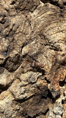 Diacrita costalis