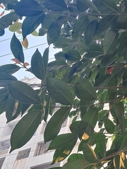 Lagerstroemia speciosa