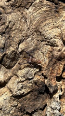 Diacrita costalis