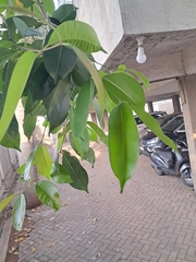 Lagerstroemia speciosa