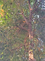 Lagerstroemia speciosa