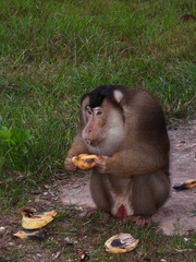 Macaca nemestrina