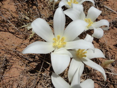 Gethyllis ciliaris