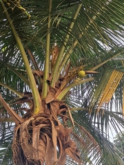 Cocos nucifera