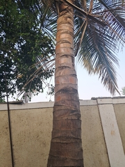 Cocos nucifera