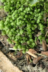 Fissidens bryoides