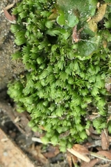 Fissidens bryoides