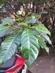 Tabernaemontana divaricata