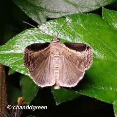 Lophoptera squammigera