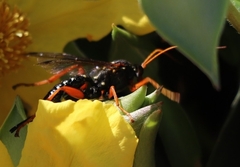 Echthromorpha intricatoria