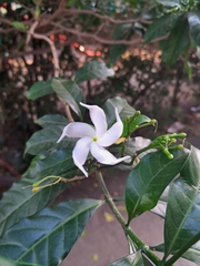 Tabernaemontana divaricata