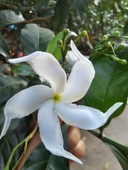 Tabernaemontana divaricata