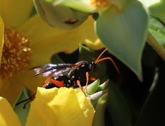 Echthromorpha intricatoria