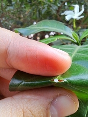 Tabernaemontana divaricata