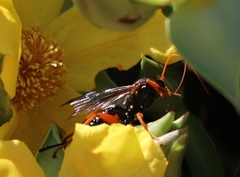 Echthromorpha intricatoria