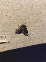 Larentiinae