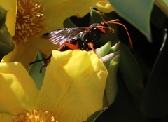 Echthromorpha intricatoria