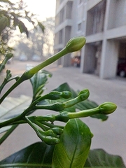 Tabernaemontana divaricata