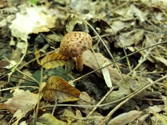Echinoderma