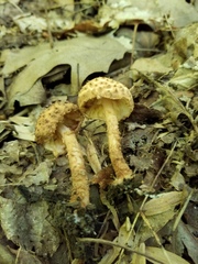 Echinoderma
