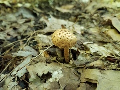 Echinoderma